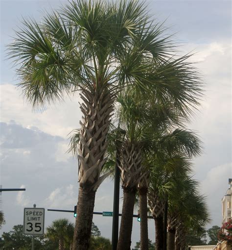 Palm Trees Market Commons