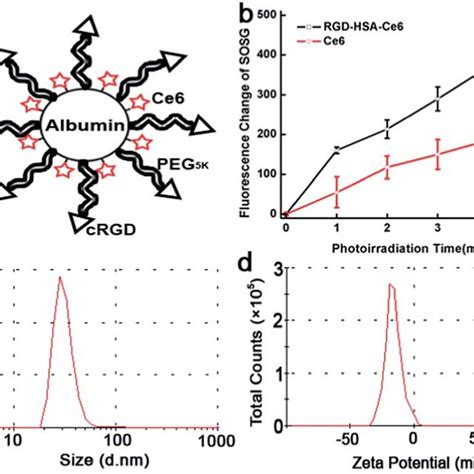 Characterization Of Targeted Nanoconjugates Rgdhsace6 A Schematic