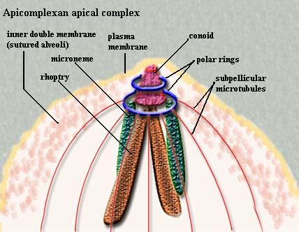 Palaeos Eukarya: Eukarya Glossary A-B