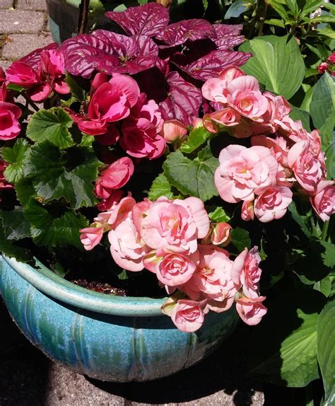 Rieger Begonia Annual Or Perennial Home And Garden Reference