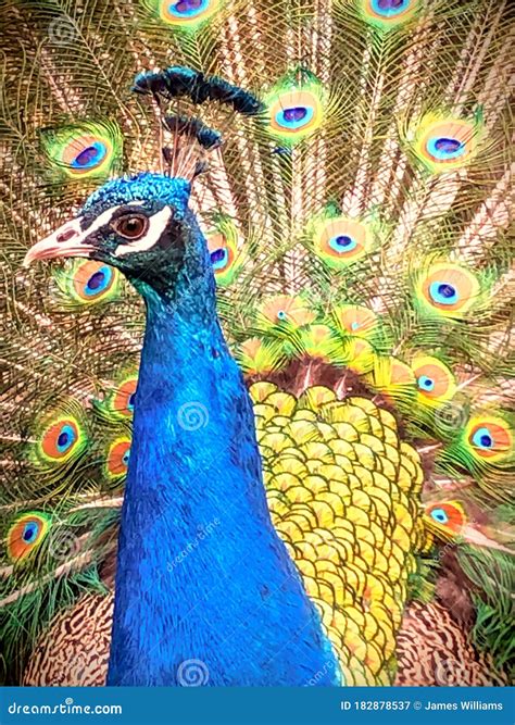 Peacock In Mating Season In The Retiro Park Stock Image | CartoonDealer ...