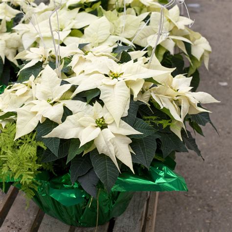 Poinsettia Fundraiser Salisbury Greenhouse