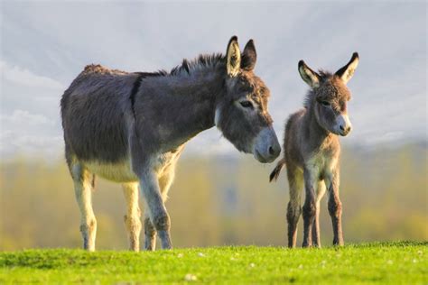 Los Burros No Son Nada Burros Son Grandes Ingenieros Y Llevan Agua A