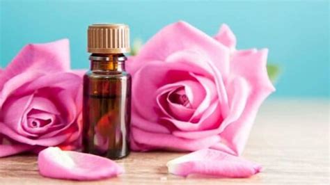 Rose Oil सुरकुत्यांना ठेवायचंय लांब तर वापरा गुलाबाचे तेल घरी बनवणे