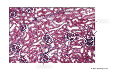 BSC216 Lab Exam 3 Kidney Histology Diagram Quizlet