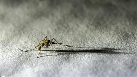 how to find a mosquito in your room