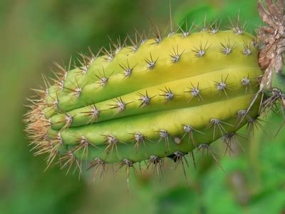 Tropical Dry Forest Plants