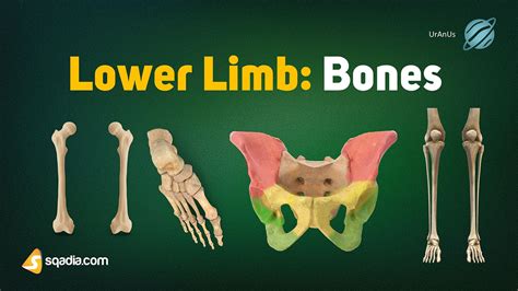 Lower Limb: Bones