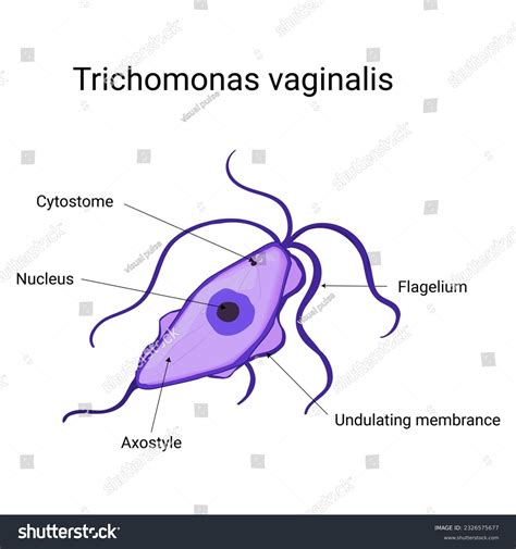 Trichomonas Vaginalis Singlecelled Organism Unique Pearshaped 库存插图 2326575677 Shutterstock