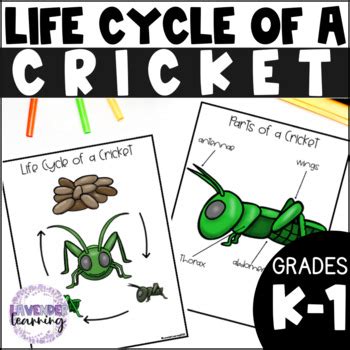 Life Cycle Of A Cricket Activities Worksheets Booklet Cricket Life