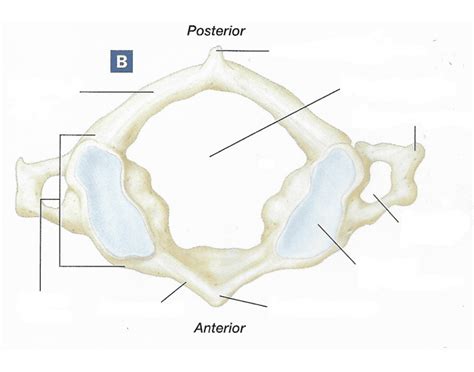 Atlas Bone Anatomy Quiz