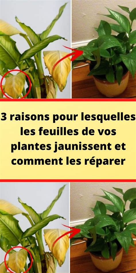 3 Raisons Pour Lesquelles Les Feuilles De Vos Plantes Jaunissent Et