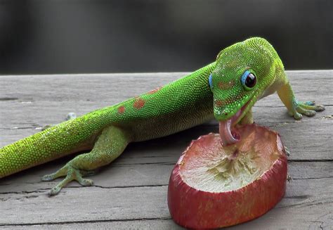 Gecko Eating Photograph By Pamela Walton Fine Art America