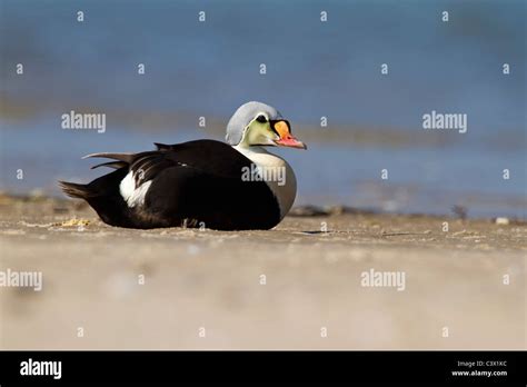 King Eider Adult Drake Stock Photo Alamy