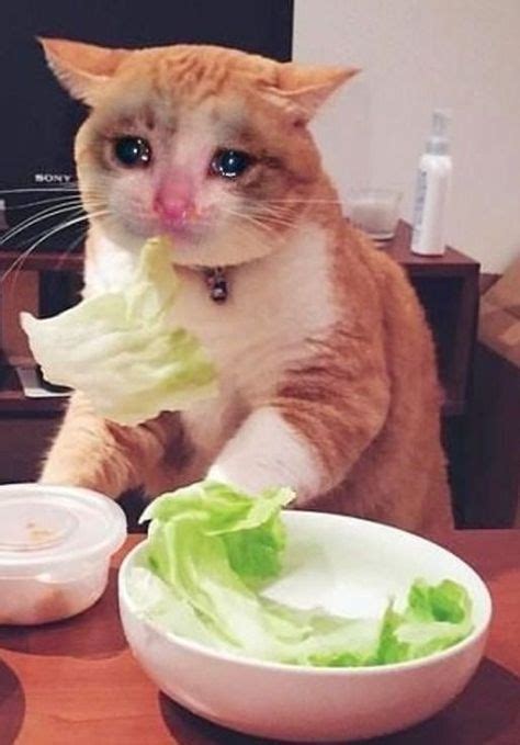 Eu Comendo Salada Gato Chorando Memes De Animais Fofos Gatos Loucos