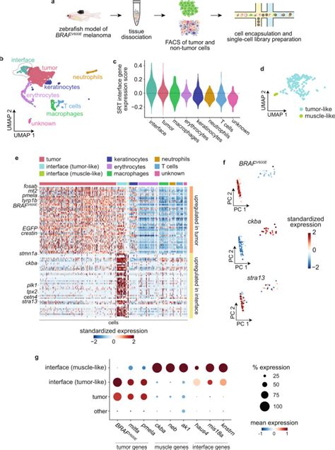 Spatially Resolved Transcriptomics Reveals The Architecture Of The