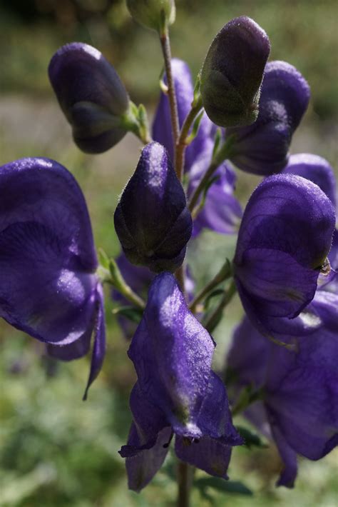 Aconitum napellus Dr Hans Günter Wagner Flickr