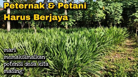 Peternak Petani Harus Berjaya Mari Maksimalkan Potensi Desa YouTube