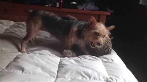 Yorkies’ Silly Tricks and Fun Antics Galore in this Video Compilation ...