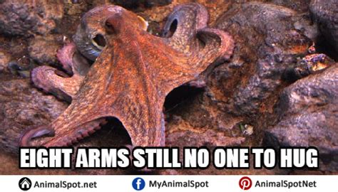 Octopus Memes Images Octopus Pictures, Octopus Video, Kraken, Plural Of ...