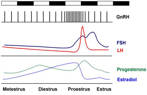 The Rodent Estrous Cycle In The Mouse Ovulation Occurs Every