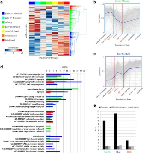 Spatio Temporal Gene Co Expression Analysis Of Asd Candidate Genes A