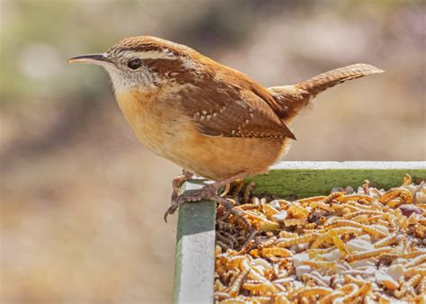 Carolina Wren - FeederWatch