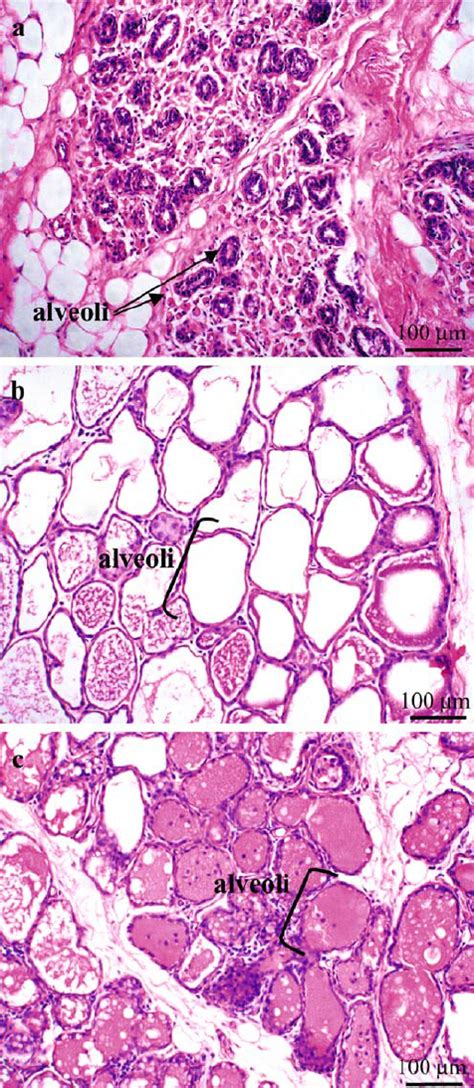 Histology Of Mammary Gland