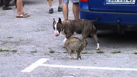 Bulteriér A Kočka The Bull Terrier And Cat Fight Youtube