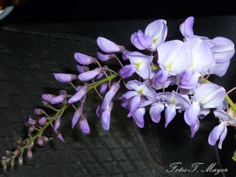 Flores Y Plantas Silvestres Wisteria Sinensis Glicinia Glicina