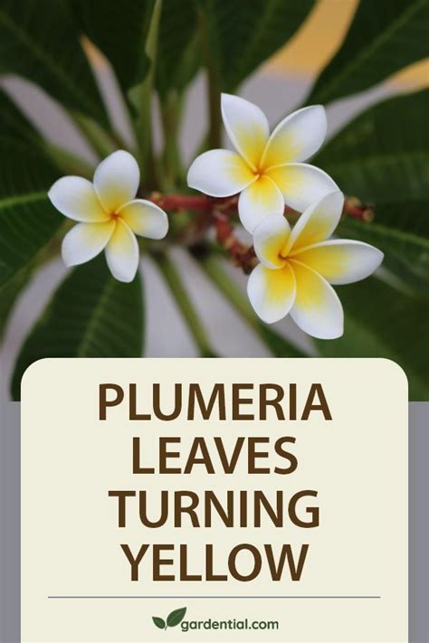 Plumeria Leaves Turning Yellow Gardential