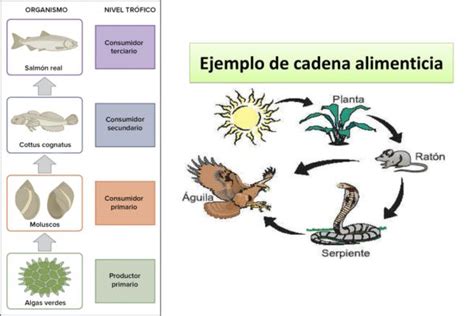 Cadenas Alimenticias Y Las Redes Tróficas 2 Sistemas Complejos