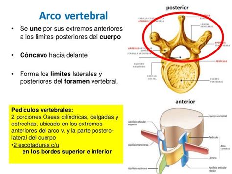 Columna Vertebral Vertebra Tipo