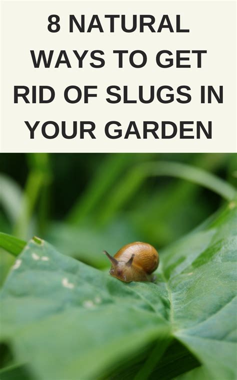 Natural Ways To Get Rid Of Slugs In Your Garden Gardening Sun In