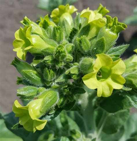 Tobacco Flower Blooming - Free photo on Pixabay - Pixabay