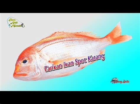 Mancing Ikan Timung Kerapu Sunu Spot Karang YouTube