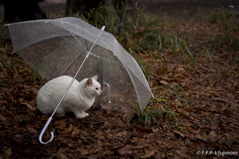 雨宿り 2 今日の猫さんぽ