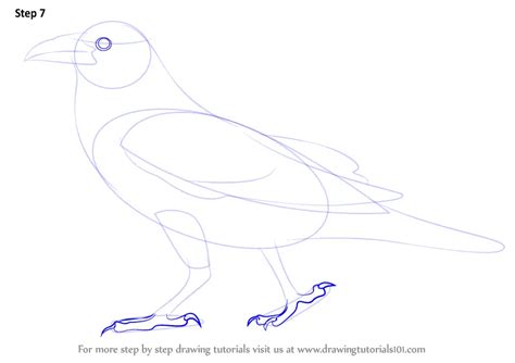 Learn How to Draw a Crow (Birds) Step by Step : Drawing Tutorials