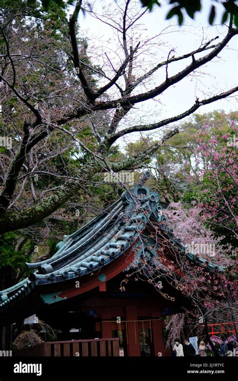 Japanese Temple with early Cherry Blossom Stock Photo - Alamy