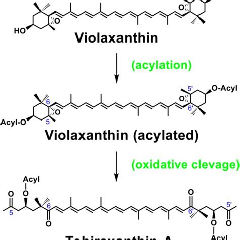 Violaxanthin: natural function and occurrence, biosynthesis, and ...