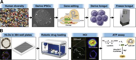 Pluripotent Stem Cell Derived Human Liver Organoids Enter The Realm Of