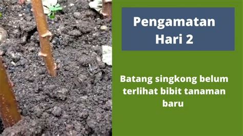 Vegetasi Buatan Teknik Metode Stek Batang Tanaman Singkong Youtube