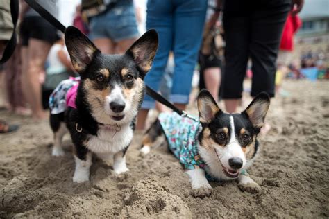 Photos Corgis Fill Cannon Beach Ore For Annual Corgi Beach Day Katu