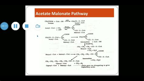 Acetate Malonate Pathway Youtube