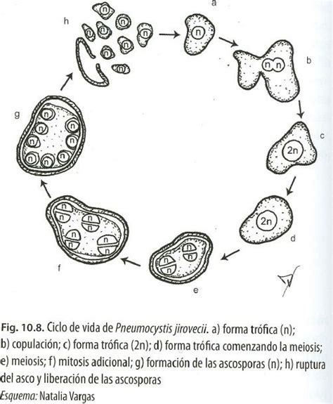 Pneumocystis Jiroveci Life Cycle