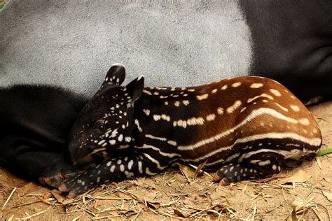 .: Baby Malayan tapir :. by DarkTara on DeviantArt