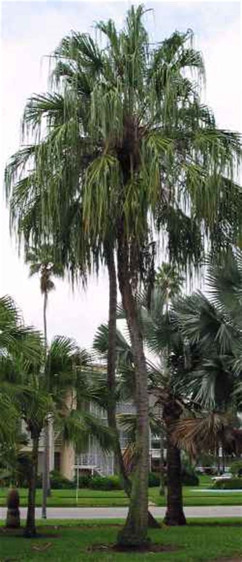 Ribbon Fan Palm Livistona Decipiens