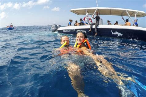 Swimming With Whale Sharks From Riviera Maya Playa Del Carmen