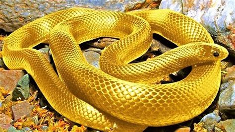 दुनिया के गज़ब के सुन्दर साँप Most Beautiful Snakes In The World