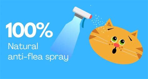 How to make a natural flea repellent spray | LoveCATS World